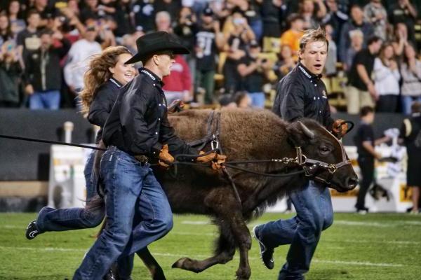 Ralphie and her handlers running on Folsom Field