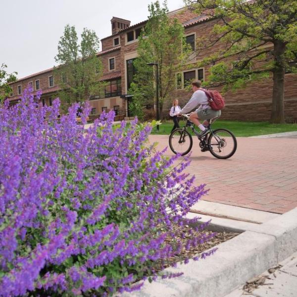 一个学生骑着自行车在春暖花开的校园里骑行
